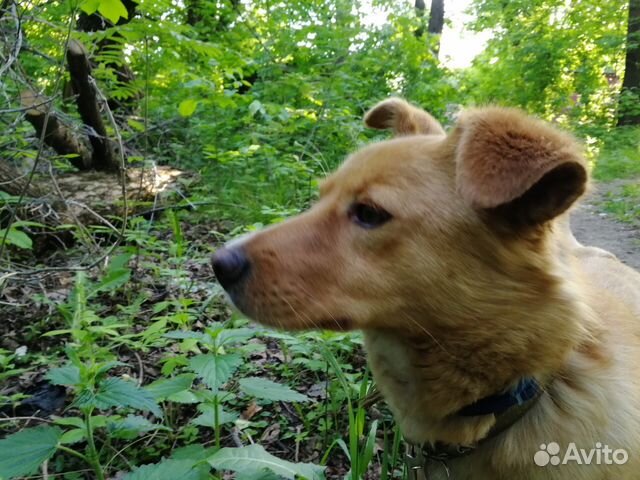 Молодой пес приученный ко всем собачьим тонкостям купить на Зозу.ру - фотография № 3