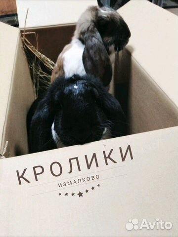 Продажа кроликов. порода серебро и французский бар купить на Зозу.ру - фотография № 7