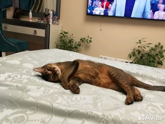 Кошка ищет котика