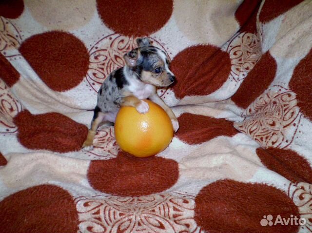 Тойчики-девочки