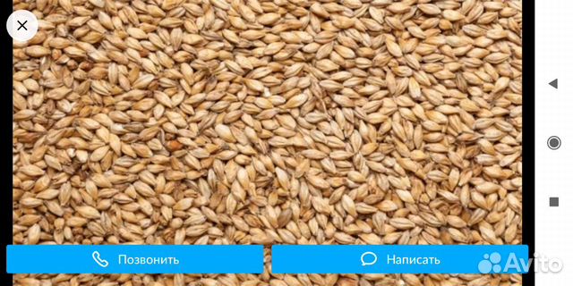 Зерно, пшеница, ячмень отруби купить на Зозу.ру - фотография № 1