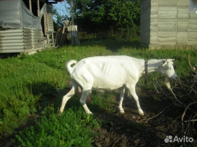 Зааненские козы купить на Зозу.ру - фотография № 4