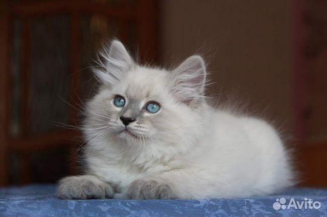 Ленинградская Кошка Фото