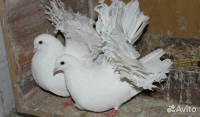 Декоративные и лётные голуби