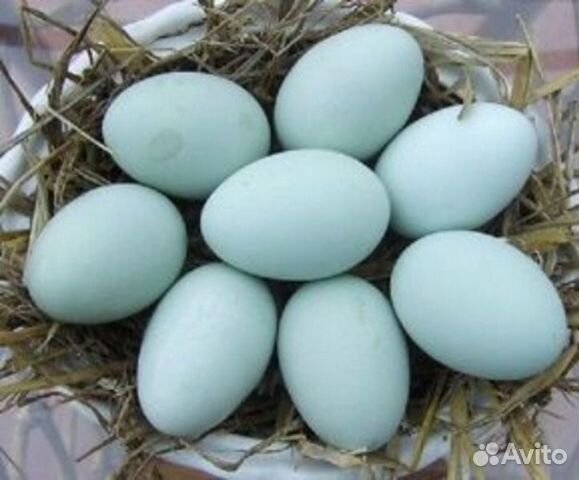Синь Синь Дянь инкубационное яйцо купить на Зозу.ру - фотография № 1