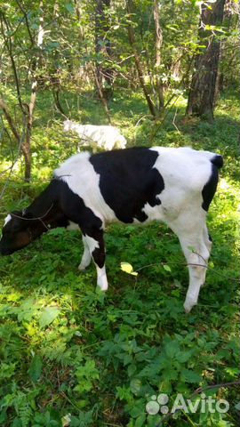 Продам корову и телку купить на Зозу.ру - фотография № 1
