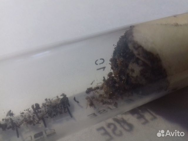 Матки муравьев вида:кампанотус вагус,лазиус нигер купить на Зозу.ру - фотография № 3