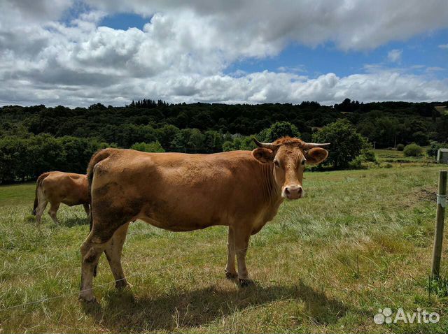 Продам 2 коровы с телятами купить на Зозу.ру - фотография № 1