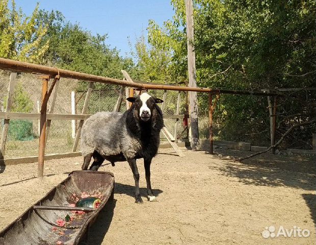 Овцы и бараны Романовской породы купить на Зозу.ру - фотография № 3