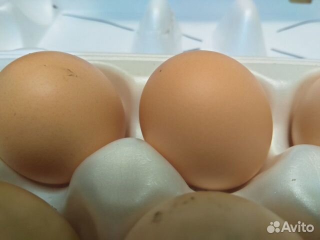 Яйцо инкубационное - микс купить на Зозу.ру - фотография № 3