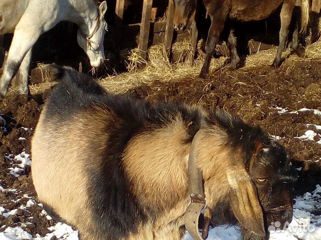 Молодой козел нубиец 15 Т.Р купить на Зозу.ру - фотография № 5