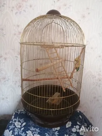 Клетка