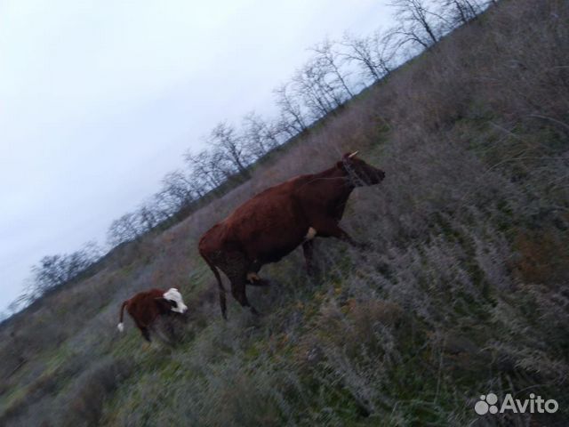 Стельные коровы купить на Зозу.ру - фотография № 4