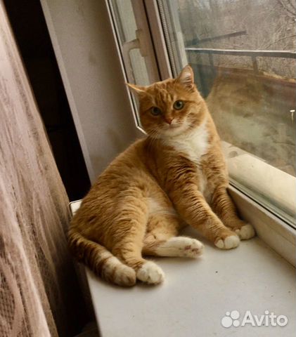 Кота в добрые руки