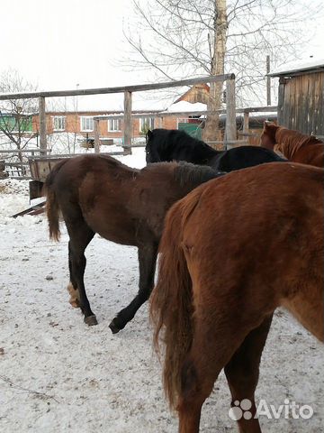 Лошади молодняк купить на Зозу.ру - фотография № 3