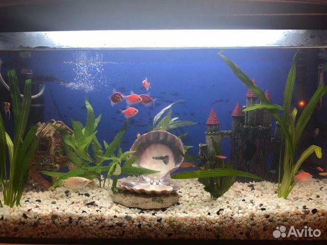 Продам новый аквариум с рыбками купить на Зозу.ру - фотография № 1