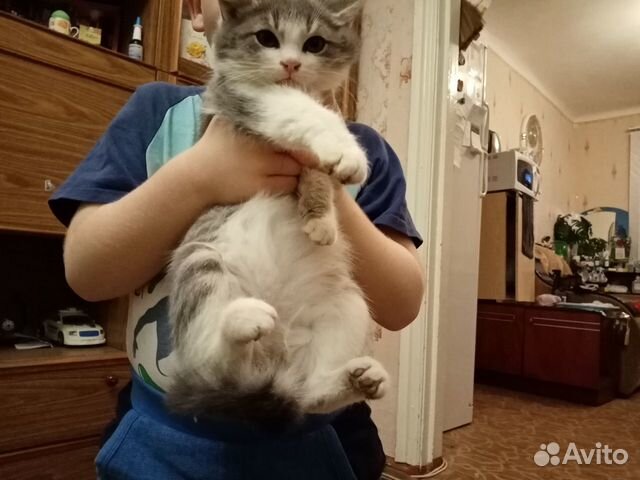 Отдам в хорошие руки котёнка купить на Зозу.ру - фотография № 1