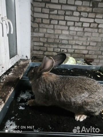 Продам живого кролика бельгийский фландер купить на Зозу.ру - фотография № 7