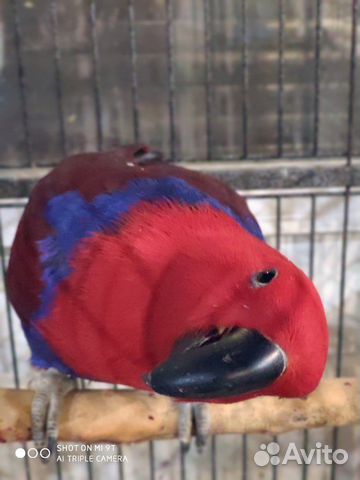 Продается благородный попугай (эклектус ) купить на Зозу.ру - фотография № 5
