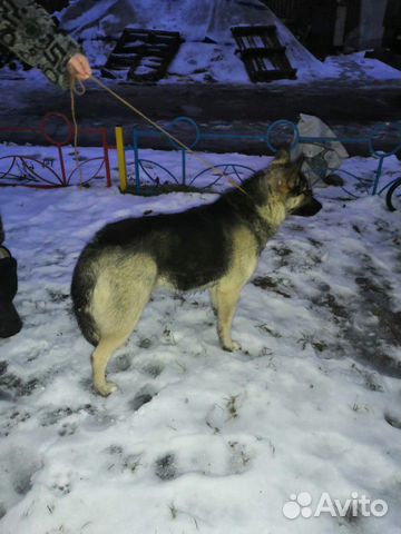 Отдаем хорошою собаку хаски бесплатно купить на Зозу.ру - фотография № 2