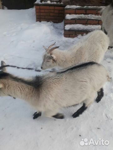 Дойная коза и молодая козочка (можно на мясо) купить на Зозу.ру - фотография № 1
