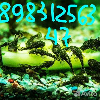 Анциструс, желтая молинезия. растения купить на Зозу.ру - фотография № 2