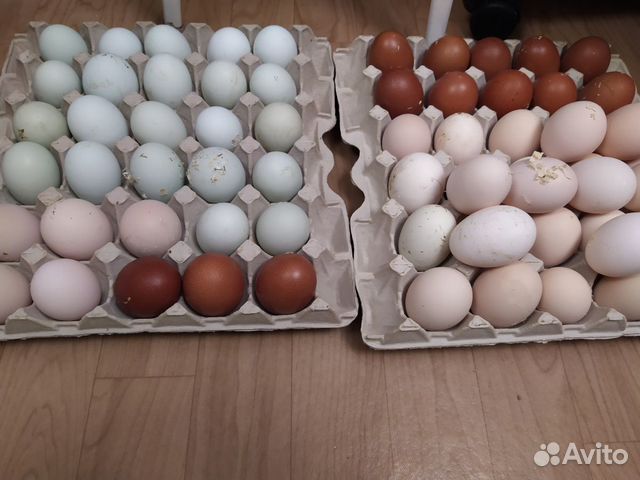 Яйцо мараны, легбары, фавероли, лзс купить на Зозу.ру - фотография № 1