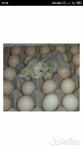 Инкубационные яйца купить на Зозу.ру - фотография № 7
