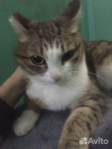 Потерялся молодой кот купить на Зозу.ру - фотография № 1