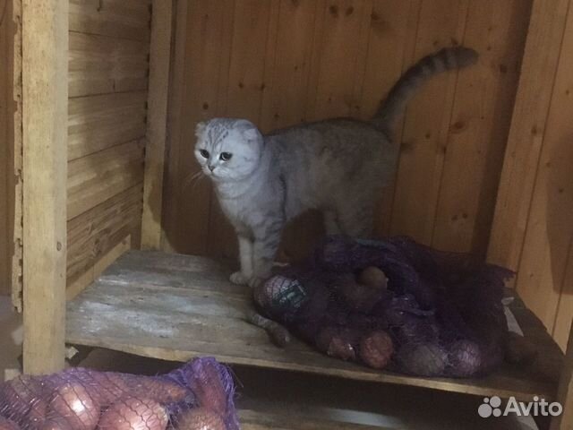 Кошка продаю серый купить на Зозу.ру - фотография № 5
