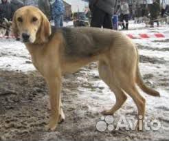 Продаётся гончая собака купить на Зозу.ру - фотография № 1
