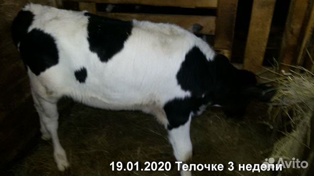 Телочка на корову купить на Зозу.ру - фотография № 4