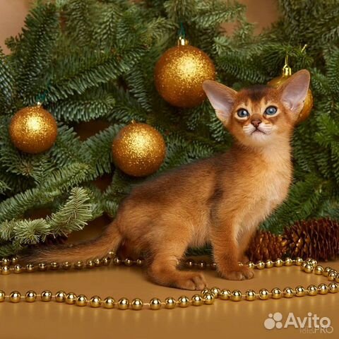 Абиссинский котенок