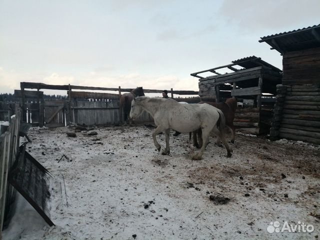 Лошадь, кобыла купить на Зозу.ру - фотография № 3