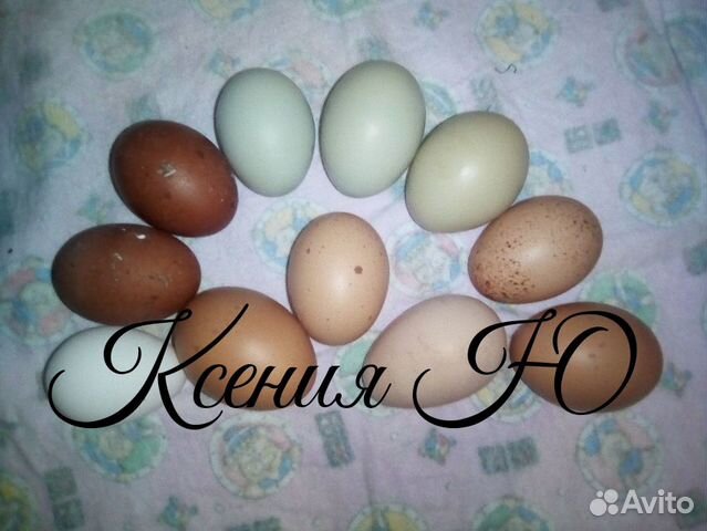 Инкубационное яйцо и молодняк породной птицы купить на Зозу.ру - фотография № 7