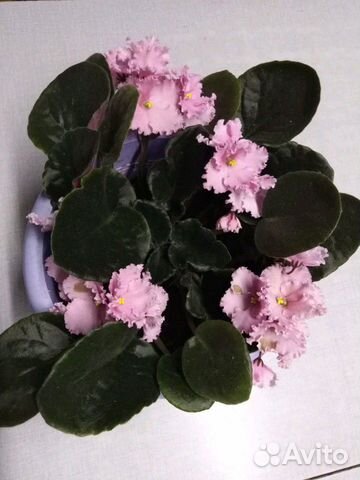 Сансевиерия Ханни, фиалка