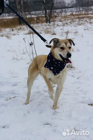 Отдам в хорошие руки, красавица Флёр 10 мес