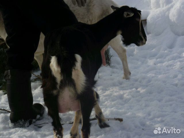 Альпийские козы купить на Зозу.ру - фотография № 1