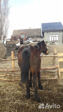 Лошадь купить на Зозу.ру - фотография № 1