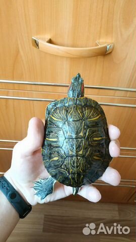Черепахи с аквариумом купить на Зозу.ру - фотография № 6