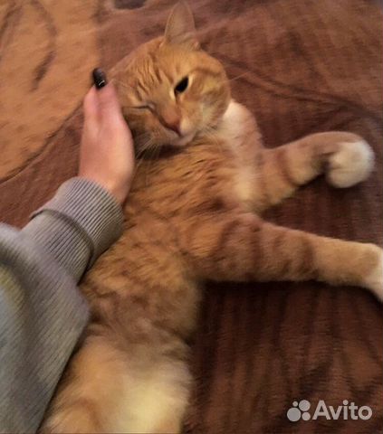 Отдам кота Отдам кота