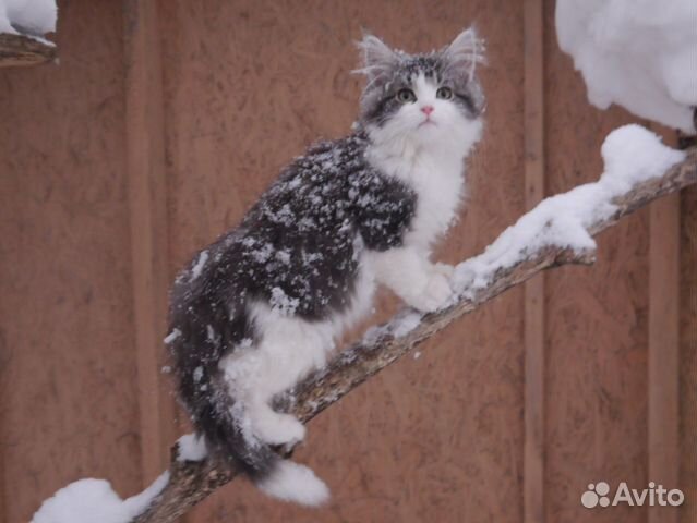 Котёнок породы норвежская лесная с родословной Котёнок породы норвежская лесная с родословной
