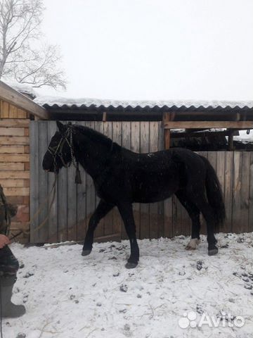 Конь купить на Зозу.ру - фотография № 4
