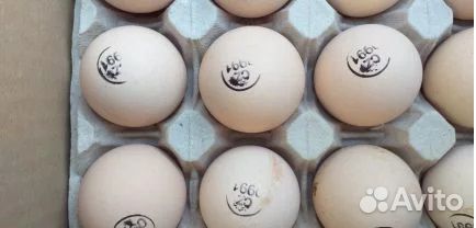 Инкубационное яйцо и циплята купить на Зозу.ру - фотография № 1