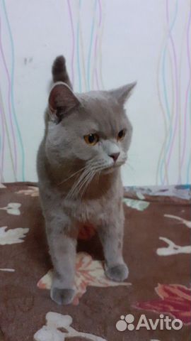 Вязка кот купить на Зозу.ру - фотография № 2