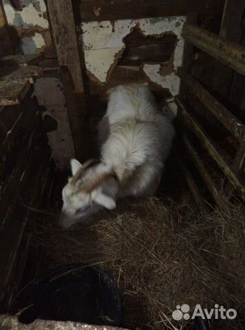 Продам козла и козу котную 2 козочки одна уже доит купить на Зозу.ру - фотография № 6