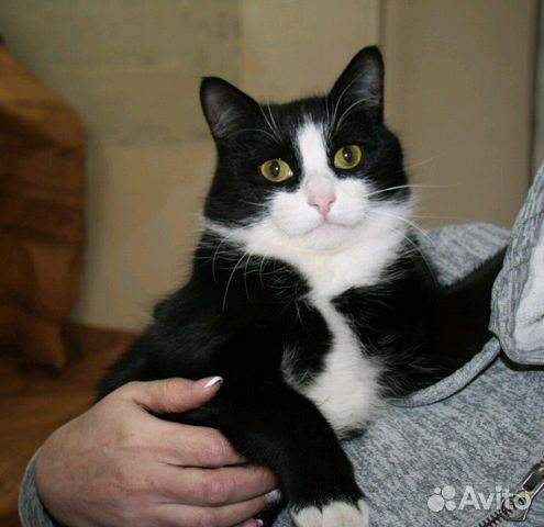 Котик в добрые руки