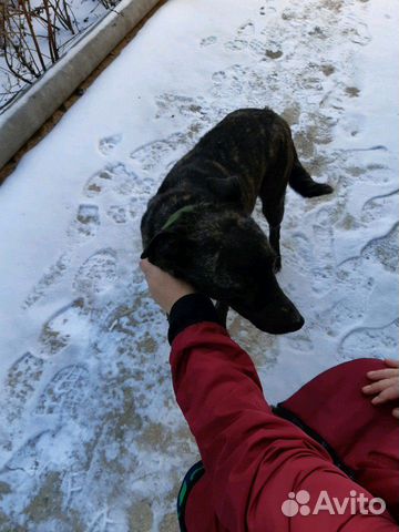 Отдадим собаку в добрые руки купить на Зозу.ру - фотография № 4