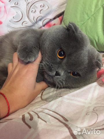 Продам котят