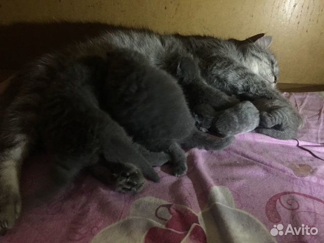 Продам котят
